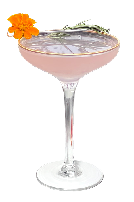 Citrus Blush cocktail in delicate coupe glass with marigold and rosemary garnish.